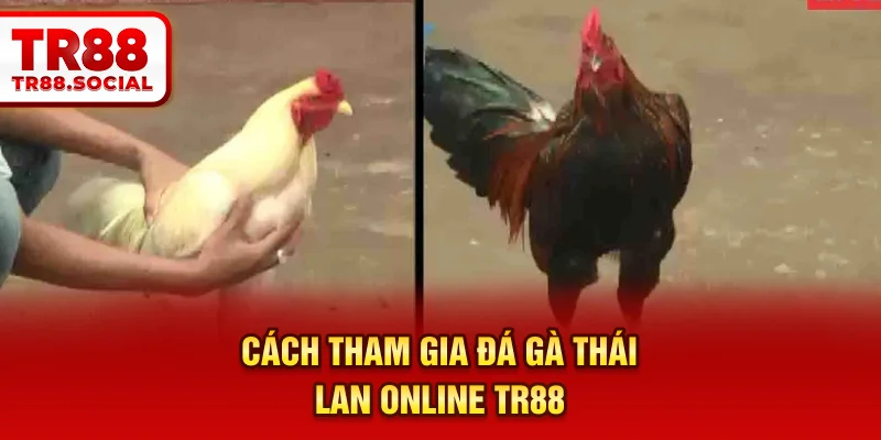 Cách tham gia đá gà thái Lan online TR88