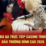 Đá gà trực tiếp casino