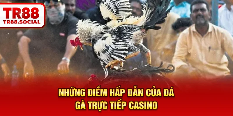 Những đặc điểm nổi bật của Đá gà trực tiếp casino