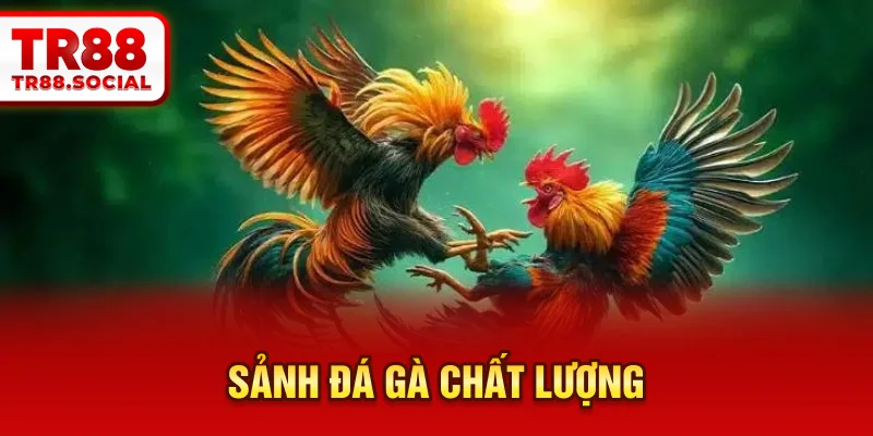  Sảnh đá gà chất lượng